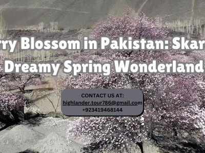 cherry blossom in pakistan cherry blossom in pakistan