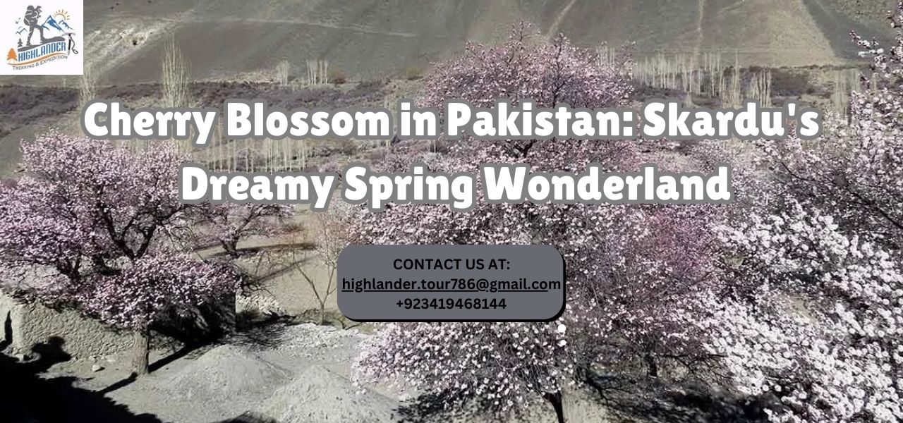 cherry blossom in pakistan