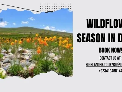Wildflower Season in Deosai Wildflower Season in Deosai